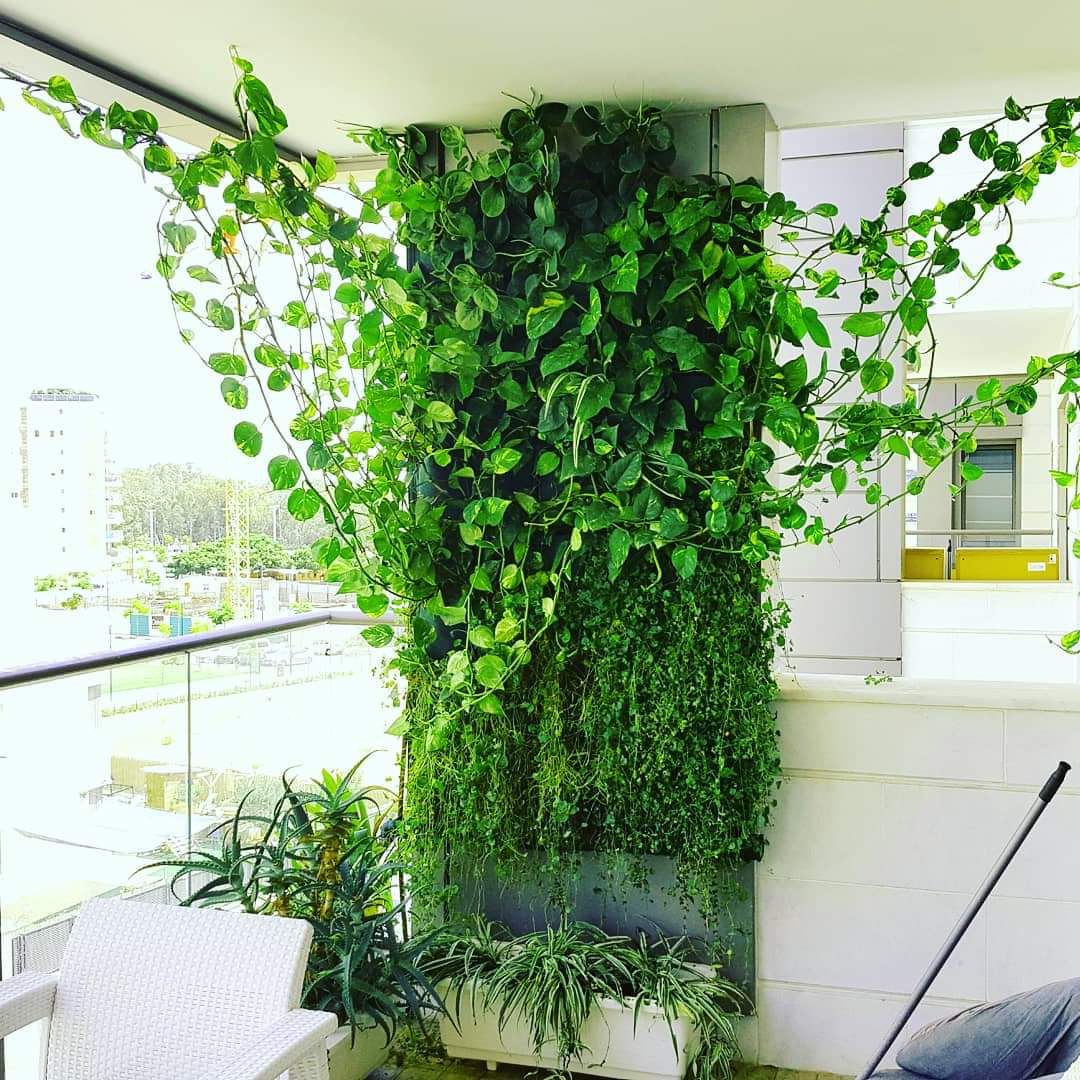 קיר ירוק במרפסת דירה